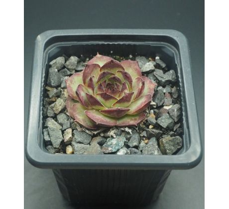 Sempervivum URMEL