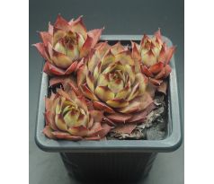 Sempervivum UWE`S SCHÖNE