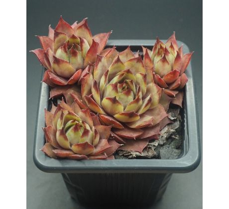 Sempervivum UWE`S SCHÖNE