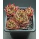 Sempervivum UWE`S SCHÖNE