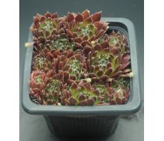 Sempervivum VANESSA