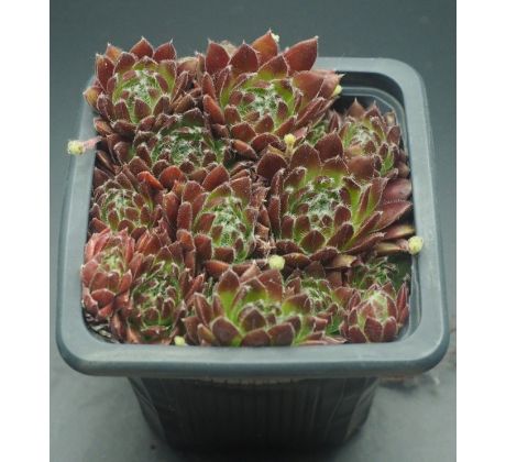 Sempervivum VANESSA