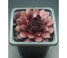 Sempervivum VELVET BLUSH