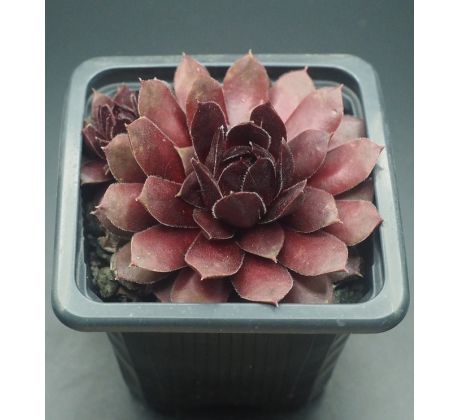 Sempervivum VELVET BLUSH