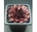 Sempervivum VELVET BLUSH