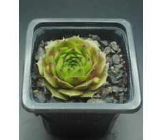 Sempervivum WALDMEISTER