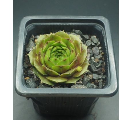 Sempervivum WALDMEISTER