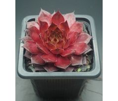 Sempervivum WALNUT TOFFEE