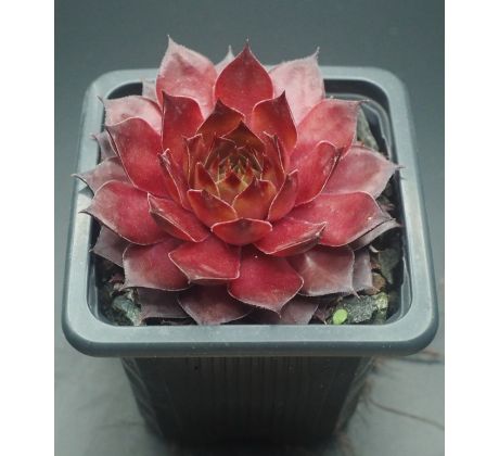 Sempervivum WALNUT TOFFEE