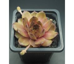 Sempervivum WAVE ROCK