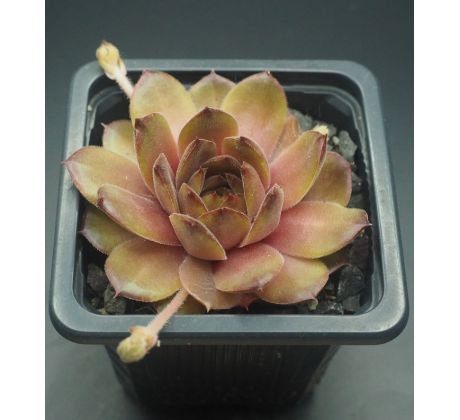 Sempervivum WAVE ROCK