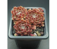 Sempervivum WÉH JAO