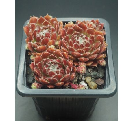 Sempervivum WÉH JAO