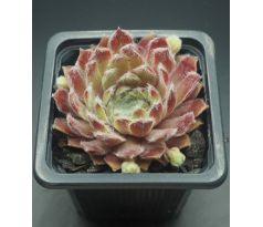 Sempervivum WHISPERS