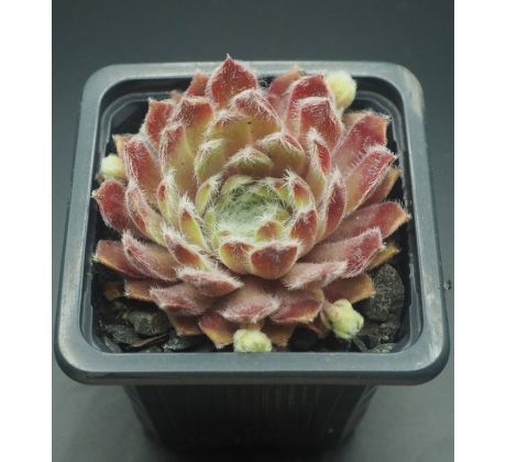 Sempervivum WHISPERS