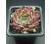 Sempervivum WHISPERS