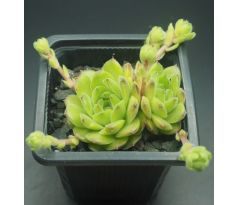 Sempervivum WHITNEY