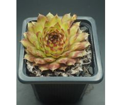 Sempervivum WIESA