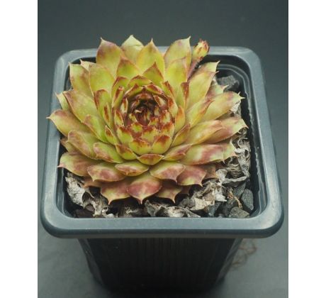 Sempervivum WIESA