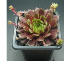 Sempervivum WINTERLEUCHTEN