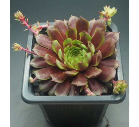 Sempervivum WINTERLEUCHTEN