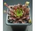 Sempervivum WINTERLEUCHTEN