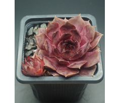 Sempervivum WOK