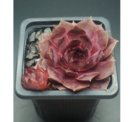 Sempervivum WOK