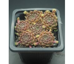 Sempervivum WOLLKNOPF