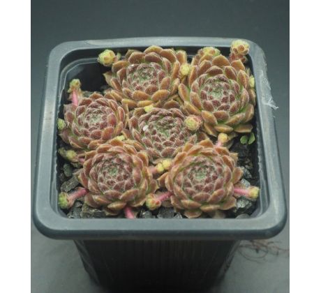 Sempervivum WOLLKNOPF