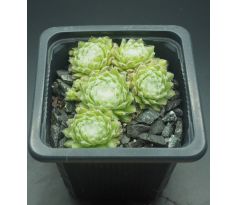 Sempervivum WOLLLAUS