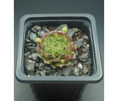 Sempervivum WONNEPROPPEN