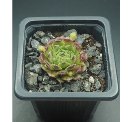 Sempervivum WONNEPROPPEN