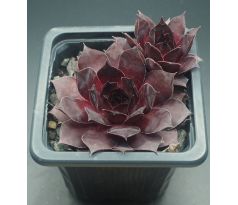 Sempervivum XAVERIA