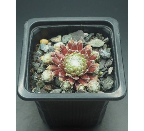 Sempervivum ZILVER PRINSESJE