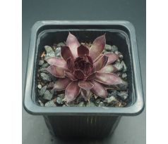 Sempervivum ZIRCON II