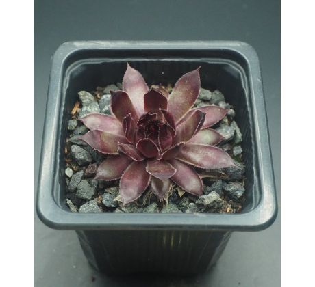 Sempervivum ZIRCON II