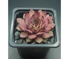 Sempervivum ZULAY