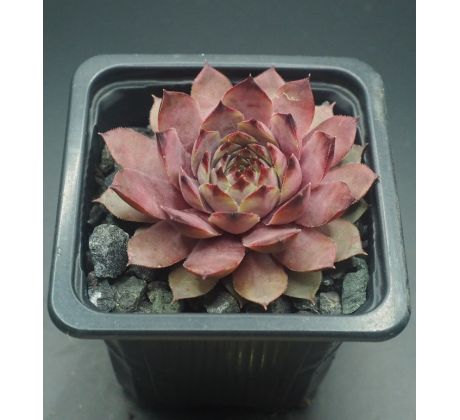 Sempervivum ZULAY