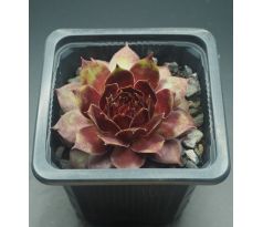 Sempervivum ZÜNDFLAMME