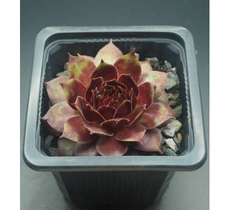 Sempervivum ZÜNDFLAMME