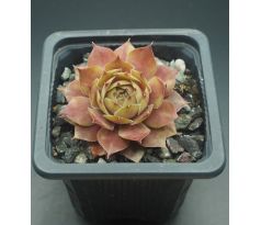 Sempervivum ZWIELICHT