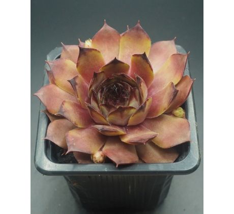 Sempervivum CHOCTAW