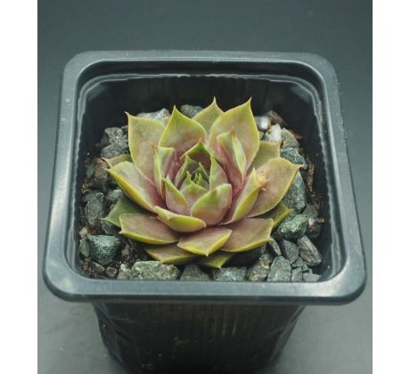 Sempervivum ALBIDUM