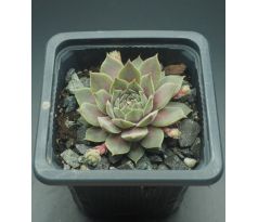 Sempervivum SAMTPFOTE