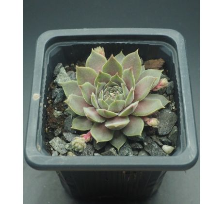 Sempervivum SAMTPFOTE