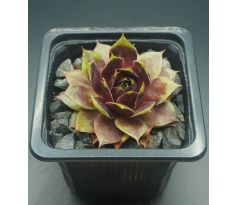 Sempervivum NIGHT RAVEN