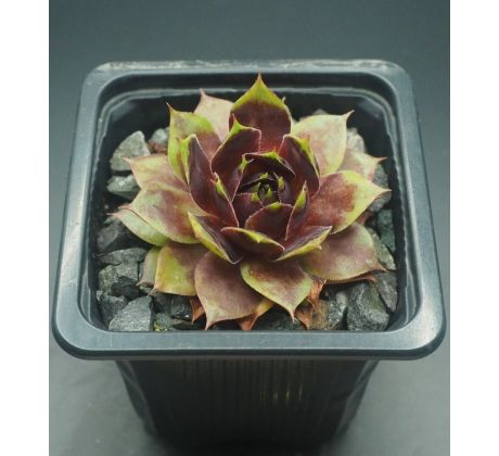 Sempervivum NIGHT RAVEN