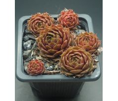 Sempervivum LIEBCHEN