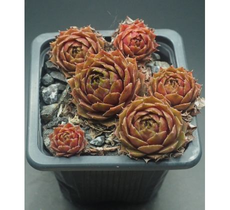 Sempervivum LIEBCHEN